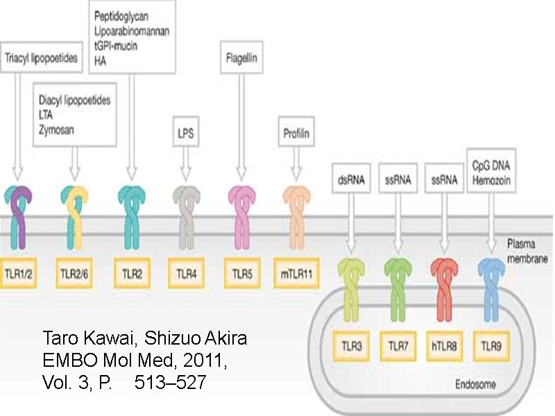 Taro Kawai, Shizuo Akira EMBO Mol Med, 2011,   Vol. 3, P. 
